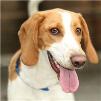 英国猎狐犬的头部