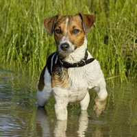 杰克罗素梗的整体描述