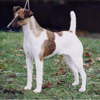 平毛猎狐梗的整体描述