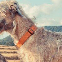 爱尔兰猎狼犬的颈部