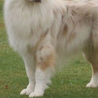 澳大利亚牧羊犬的前腿