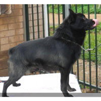 舒柏奇犬的整体描述