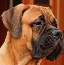 斗牛马士提夫犬的耳朵