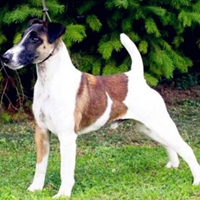 平毛猎狐梗的毛发