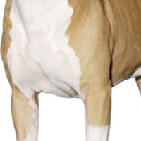 斯塔福郡斗牛梗的胸部