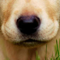 拉布拉多寻回犬的鼻子