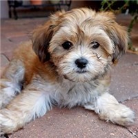 哈瓦那犬的整体描述