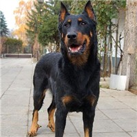 法国狼犬的颜色