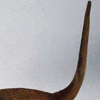 寻血猎犬的尾巴