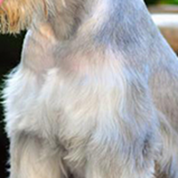 雪纳瑞犬的胸部