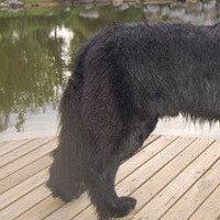 纽芬兰犬的尾巴