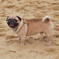 巴哥犬的整体描述