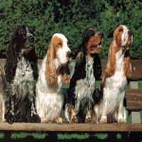 英国可卡犬的颜色