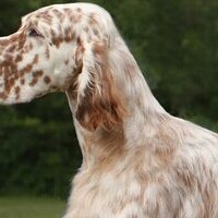 英国雪达犬的颈部