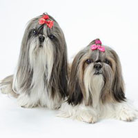 西施犬的整体描述