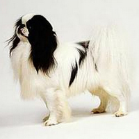 日本狆的整体描述