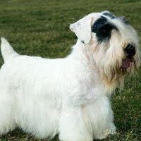 西里汉梗的颜色