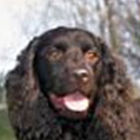 美国水猎犬的头部