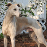 惠比特犬的毛发