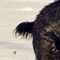 刚毛指示格里芬犬的尾巴