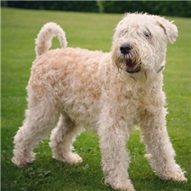 软毛麦色梗的整体描述