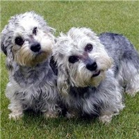 丹迪丁蒙梗的整体描述