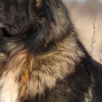 高加索犬的颈部