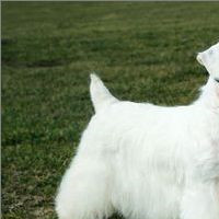 西里汉梗的尾巴