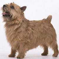 罗威士梗的整体描述