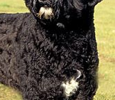 葡萄牙水犬的胸部