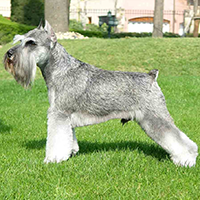 雪纳瑞犬的颜色