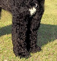 葡萄牙水犬的前腿