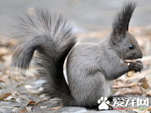 松鼠饲养要提供怎样的环境 避免辐射和嘈杂