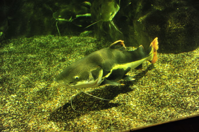 8ed8ad90gc9a13f550acf&690