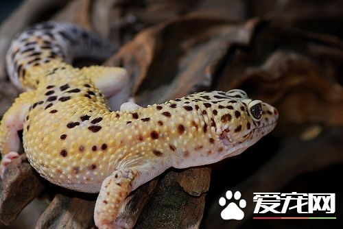 蜥蜴肠胃炎 只要调降饲养温度就可预防