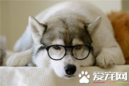 呆萌的哈士奇(*^__^*)