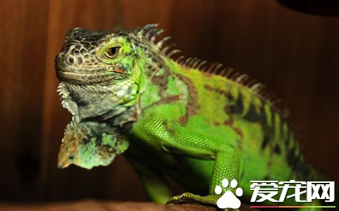 蜥蜴肠胃阻塞 可以给蜥蜴补充大量水分