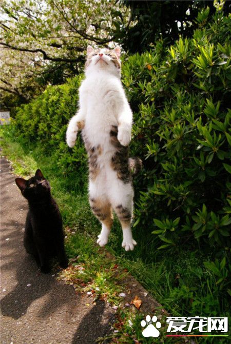 地球太危险了，喵星人启程回喵星。