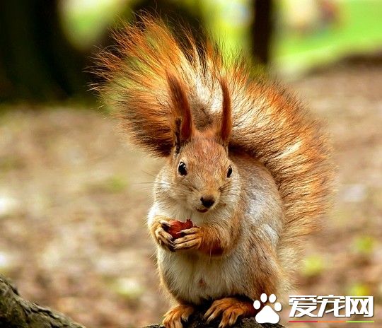 松鼠中风是怎么回事 如何预防患此病