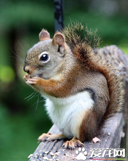 松鼠得了肺炎怎么办 需要准备的药品有哪些