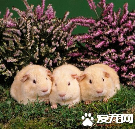 只养一只金鱼是犯法 瑞士政府孤单就是虐待