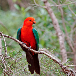 澳洲国王鹦鹉图片