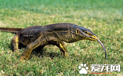 蜥蜴呼吸道感染 混养动物的饲主需特别注意