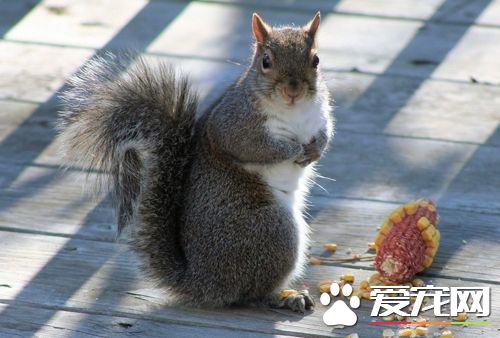 如何防止松鼠生病 营养多样化注意环境
