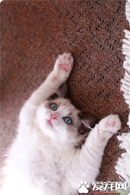 不要啊!!!!吓死喵了....喵给你们投降了好麽~~