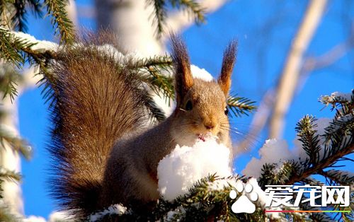 什么原因造成松鼠拉肚子 判断具体发病情况