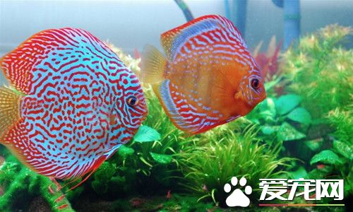 七彩神仙鱼的繁殖 刺激七彩神仙鱼繁殖方法