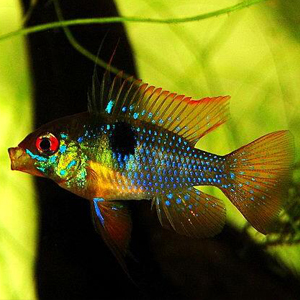 玻利维亚凤凰图片