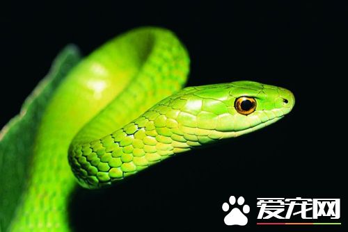 如何防治蛇外伤 外伤的治疗很简单