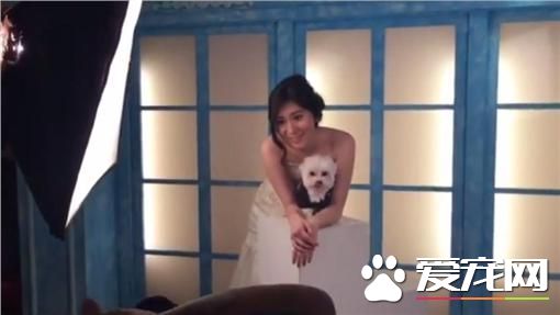 留下最美回忆 空姐与狗狗甜蜜拍摄宠物婚纱